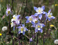 Columbines 9280